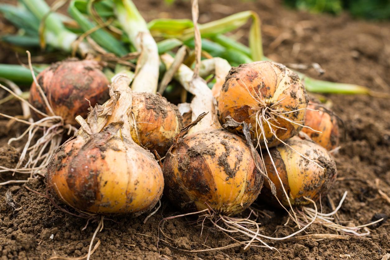 Onions in garden