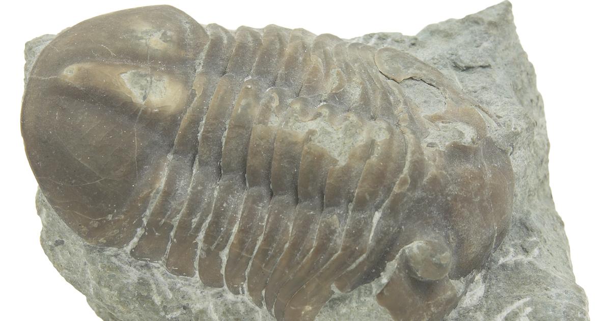 Fossil of ancient isopod from millions of years ago. 