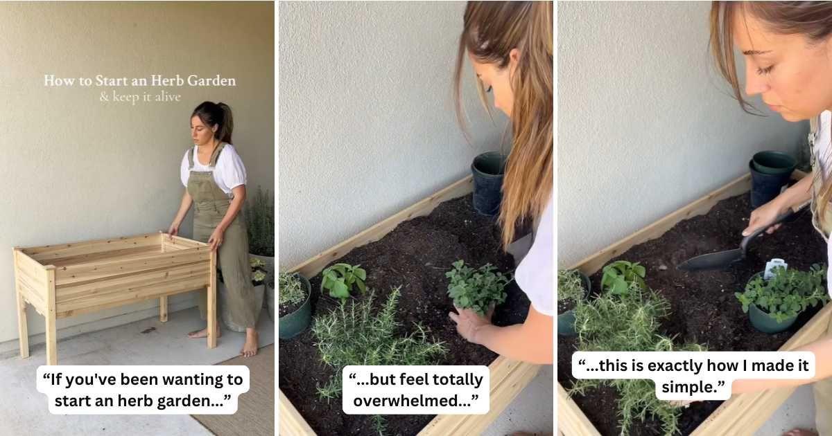 Gardener demonstrates how you can create your own little herb garden inside your home. (Cover Image Source: TikTok | @annashieldss)