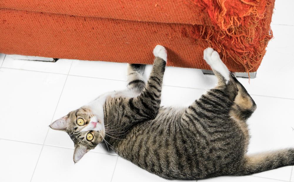 A cat scratching an orange couch. 