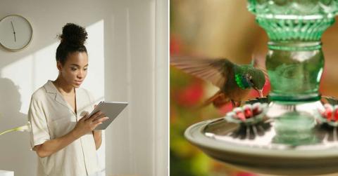 (L) A woman shopping online. (Representative Cover Image Source: Pexels | Anna Nekrashevich) | (R) Perky Pet Hummingbird Feeder (Cover Image Source: X | @PerkyPetFeeder)