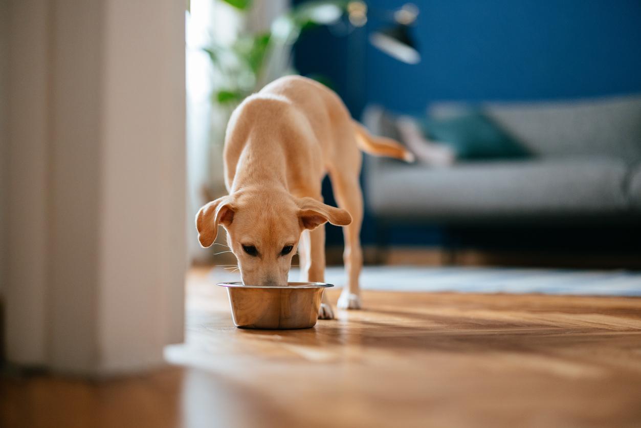 What Is Chicken Meal in Dog Food This Ambiguous Ingredient Is Nasty