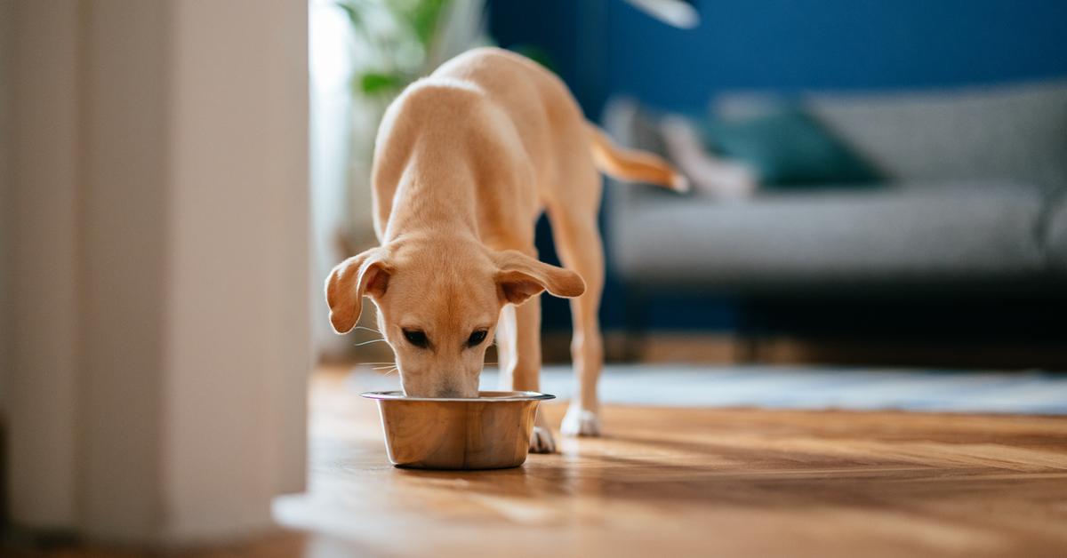 What Is Chicken Meal in Dog Food? This Ambiguous Ingredient Is Nasty