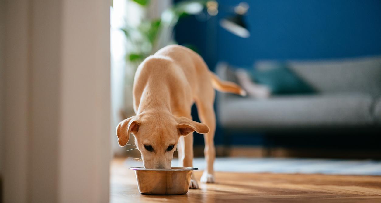 What Is Chicken Meal In Dog Food This Ambiguous Ingredient Is Nasty what-is-chicken-meal-in-dog-food-this-ambiguous-ingredient-is-nasty