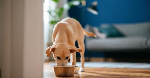 A medium-sized dog eats from a dog bowl near a living room couch.