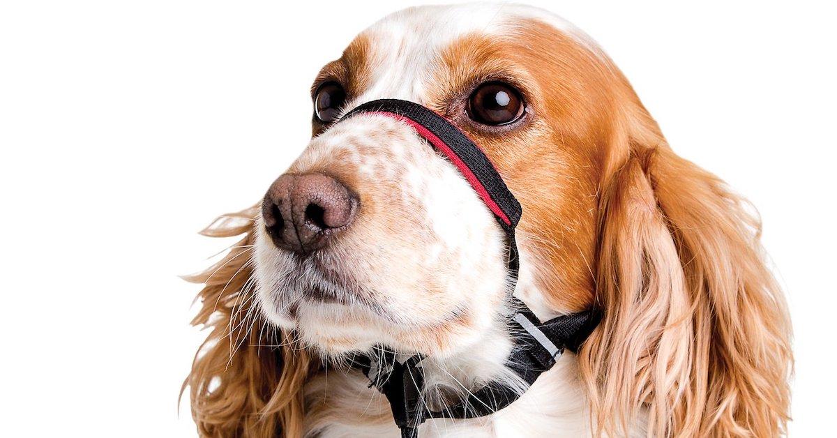 The Gentle Leader Leash How to Use It, Why It’s Useful, and More