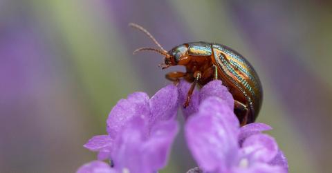 Natural bug repellent for plants