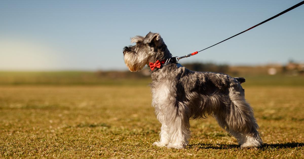 A Schnauzer on a leash wearing a red bowtie