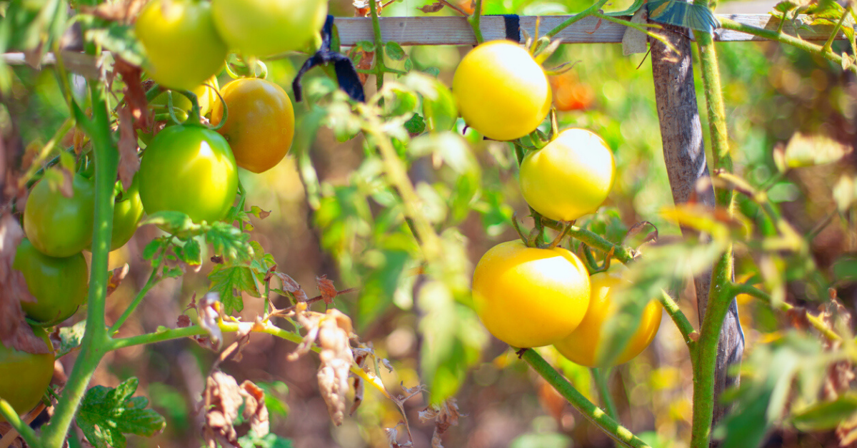 cherry tomato plant leaves