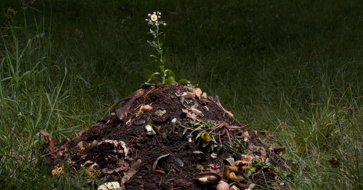 Flower growing in pile of compost soil