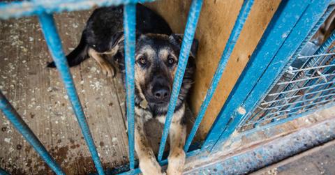 dog slaughter houses south korea