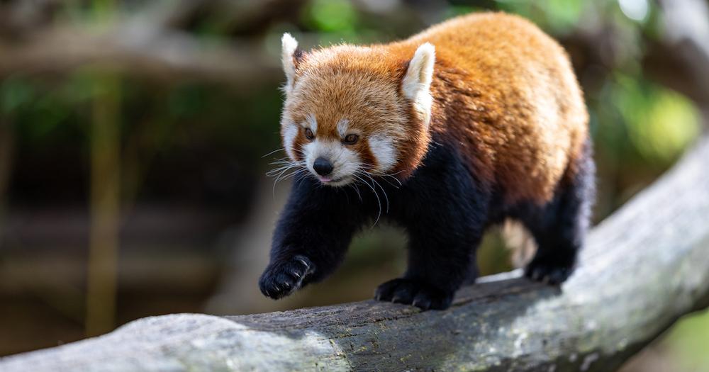 Are Red Pandas Dangerous? A Look at Their Behavior