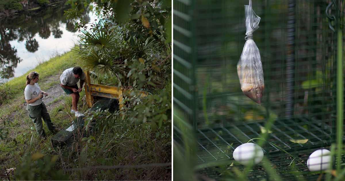 pn/dbe fa e e abcccde