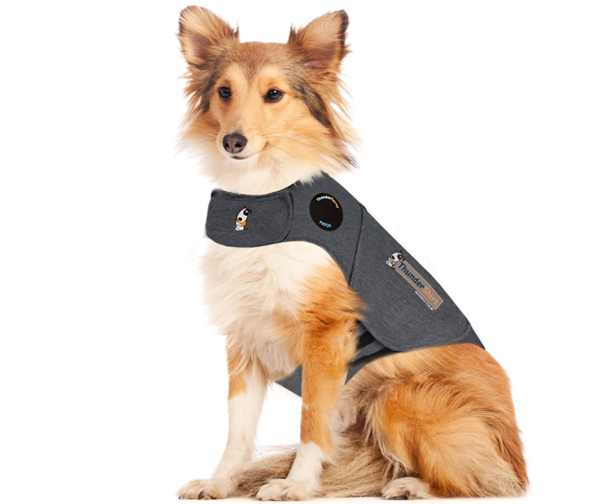 Dog wearing a thunder shirt