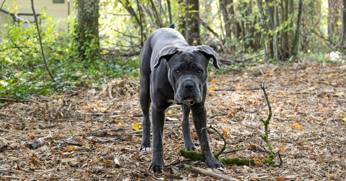 A dark colored mastiff stands in the woods