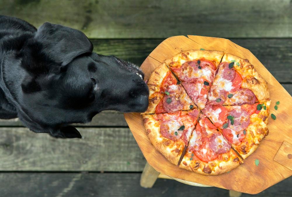 A black Labrador Retriever about to take a slice of pizza. 