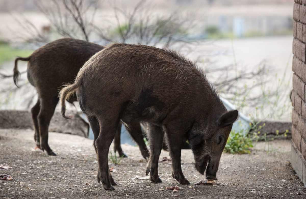 pn/bd c c ee ebfdbaf