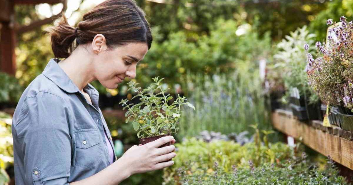 A woman holding a small plant, an aromatic herb, and smelling it.(Representative Cover Image Source: Getty Images | Mint Images)