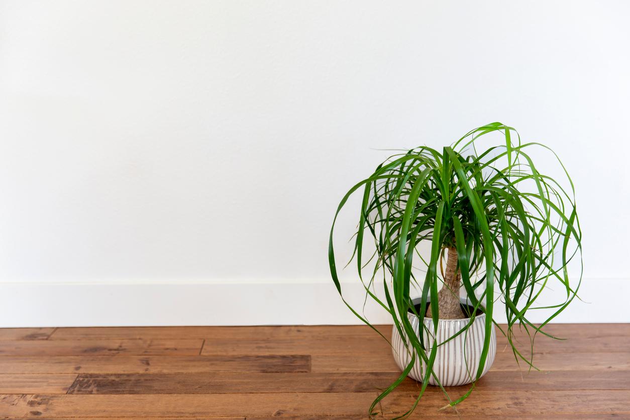 Ponytail palm in a white pot in front of a white wall