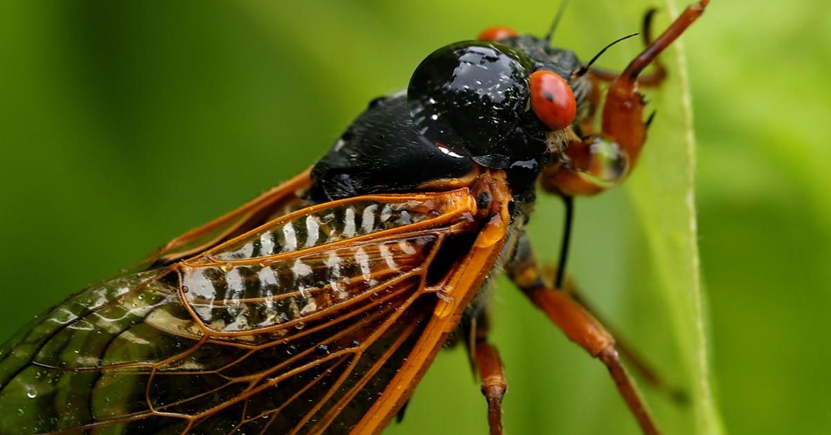 BroodX Cicada in front of greenery