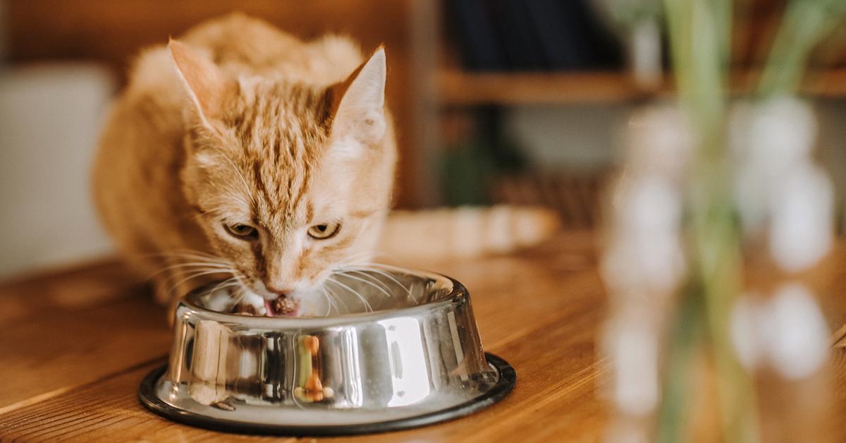 Environmentally Friendly Cat Food See Our Top Picks