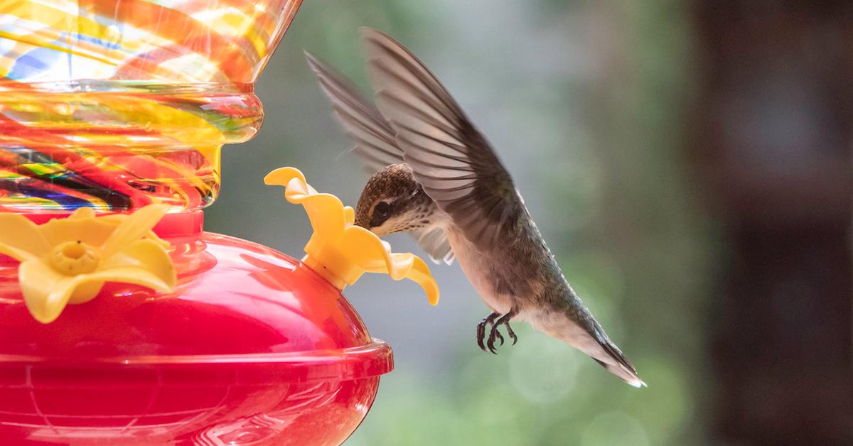 A flying hummingbird drinks from a red bird feeder.