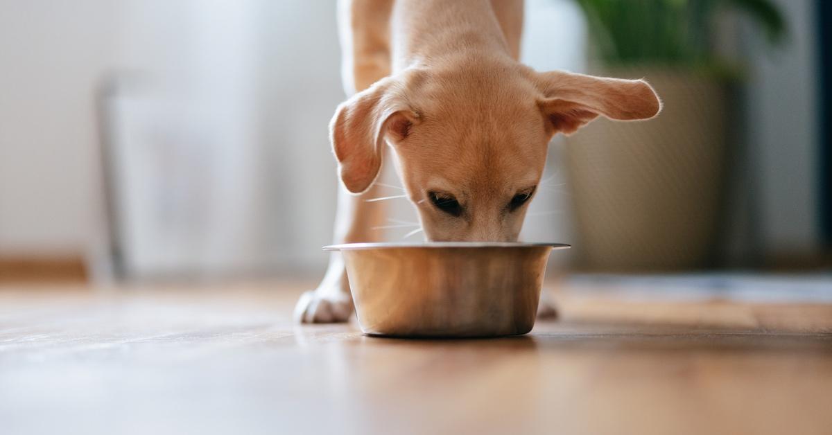 Puppy eating food from metal dog bowl.