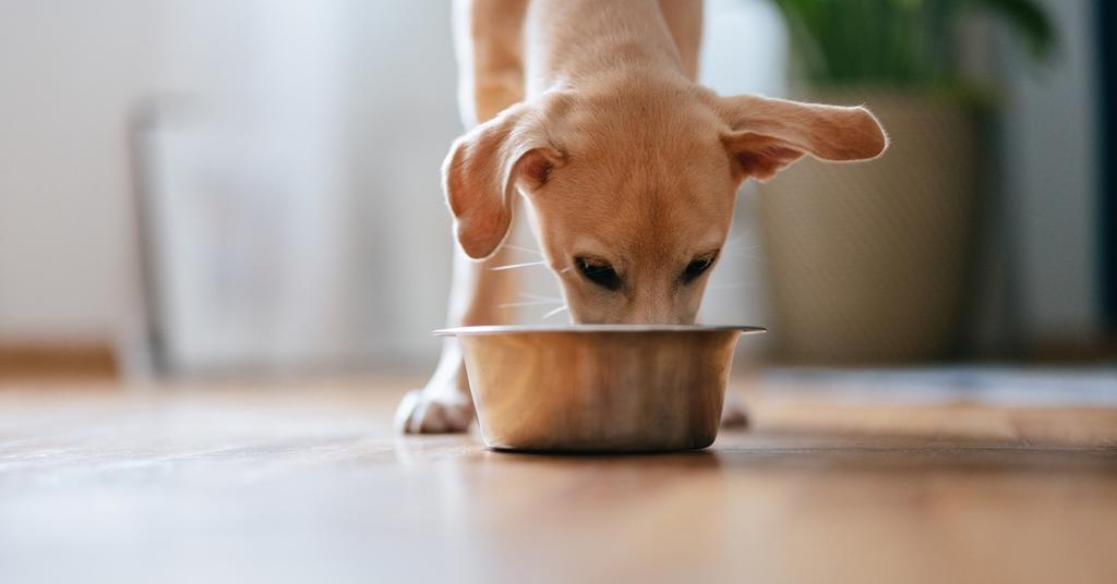 Dog Food Recall From 2023 Continues Into 2024 Details Here