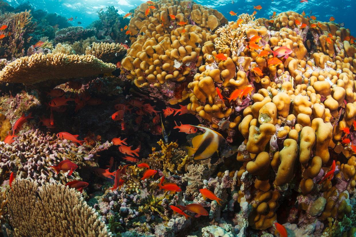 coral reefs