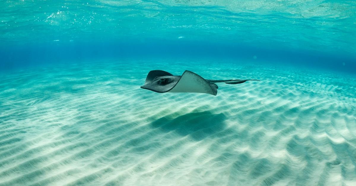 Stingray swimming at the bottom of the ocean. 