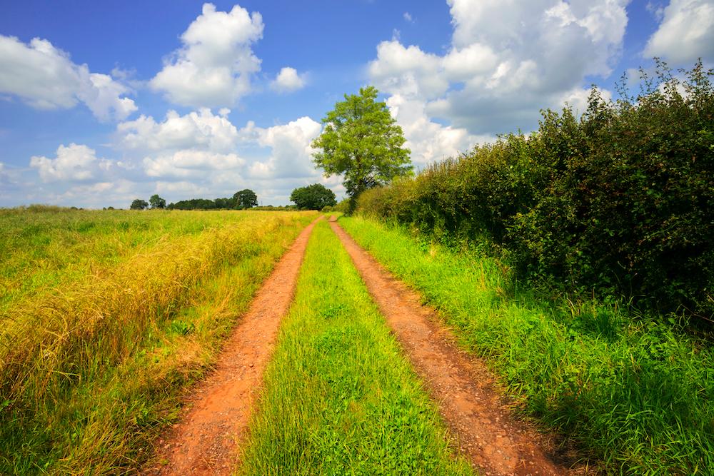 A dirt road, a field, and a hedgerow.