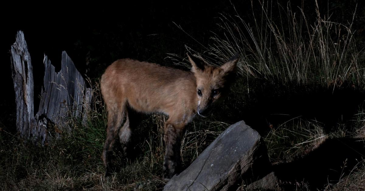 A female red fox crouches in the darkness. 