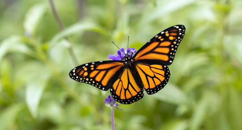 Are Monarch Butterflies Poisonous to Humans or Pets? Details