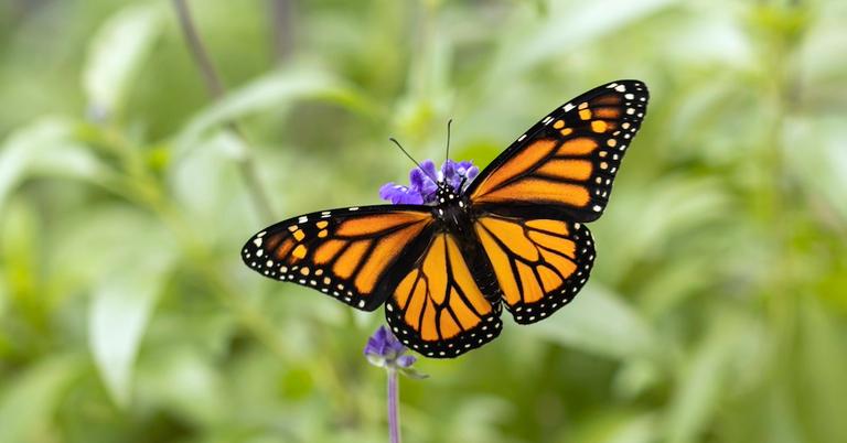 Are Monarch Butterflies Poisonous to Humans or Pets? Details