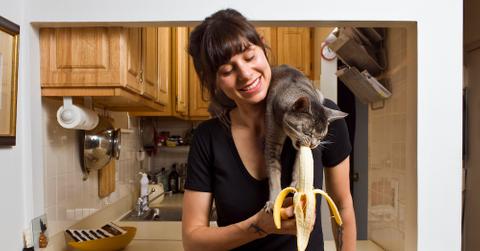 A cat eating a banana on a woman's shoulder