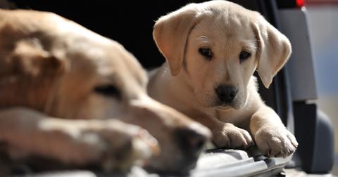 A puppy and an older dog.