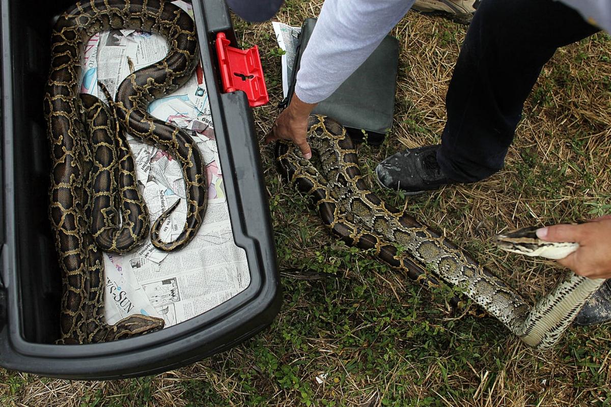 Burmese pythons being handled and relocated