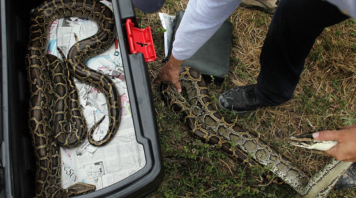 Longest Burmese Python Ever Caught in Florida