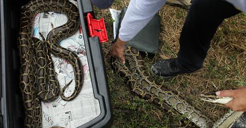 Burmese pythons being handled and relocated