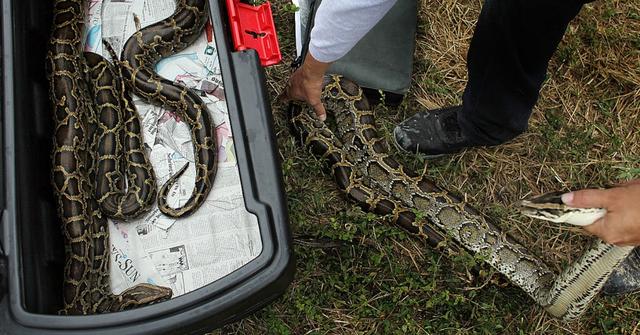 Longest Burmese Python Ever Caught In Florida