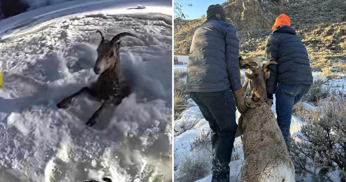 Rocky Mountain bighorn sheep stuck in an icy hole in Colorado's Taylor River and officers pulling her out (Cover Image Source: Facebook | Colorado Parks and Wildlife)