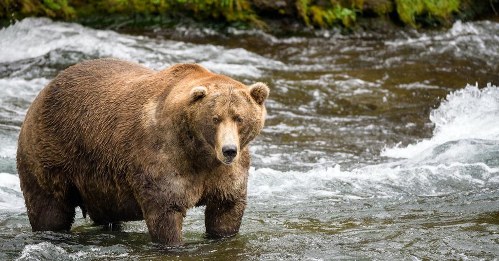 It's Fat Bear Week — Here's Why It's Such a Vital Annual Celebration