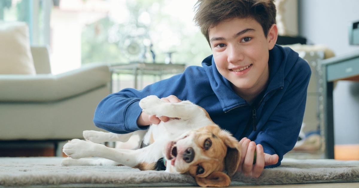 Boy with a beagle puppy. 