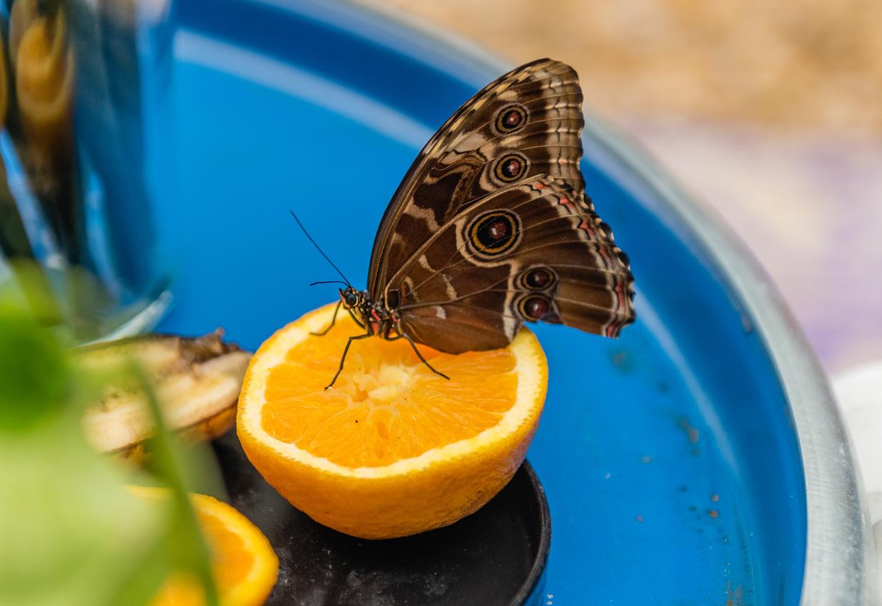 A butterfly lands atop a halved orange slice atop a blue plate.