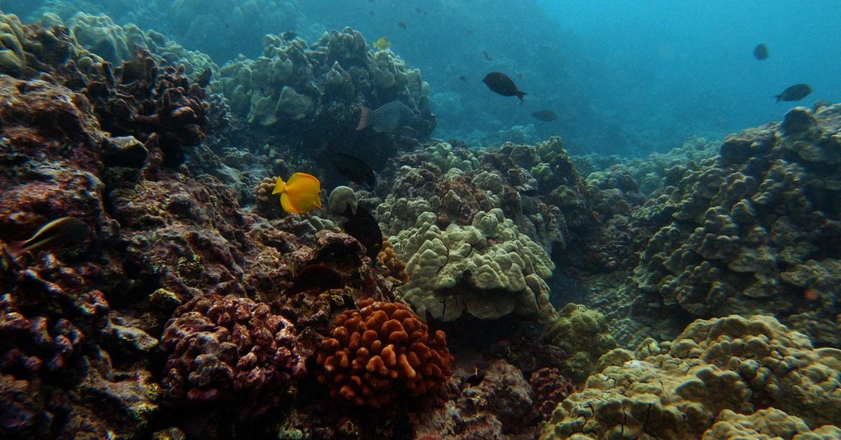 Coral reefs in Hawai'i under the protection of Kuleana Coral Reefs Restoration.