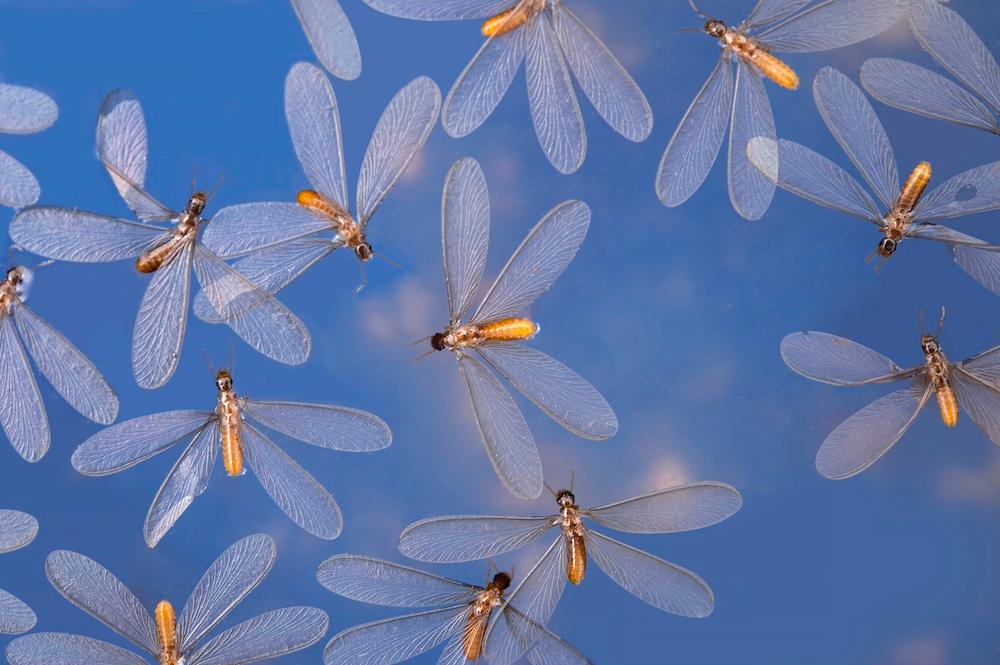 A swarm of flying termites against a blue background. 