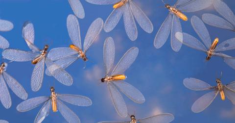 A swarm of flying termites against a blue background.