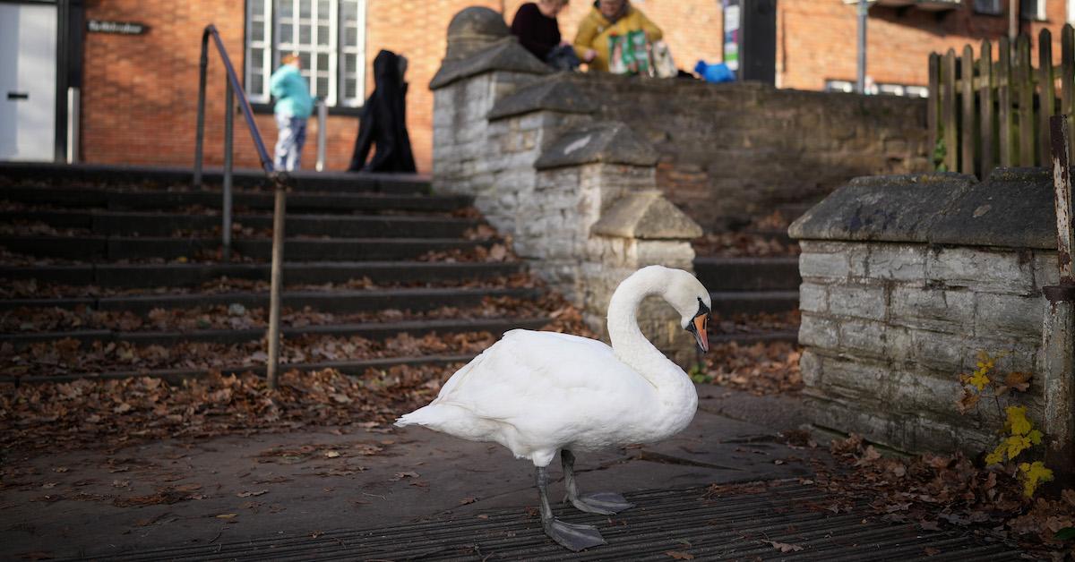 bird flu outbreak