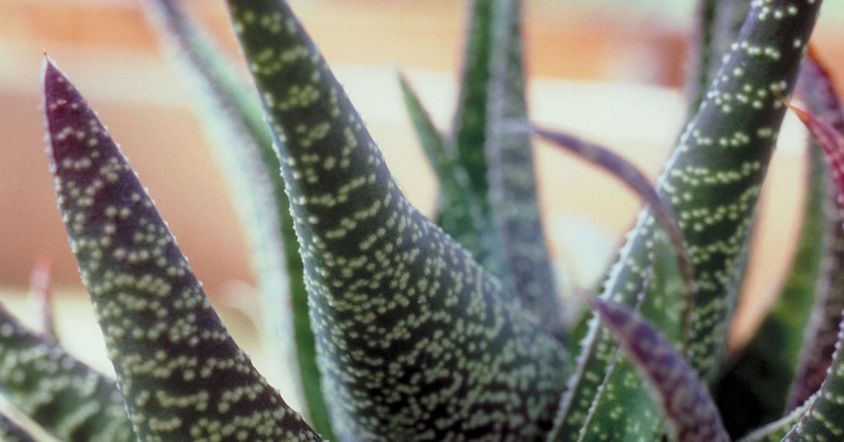 Aloe plant