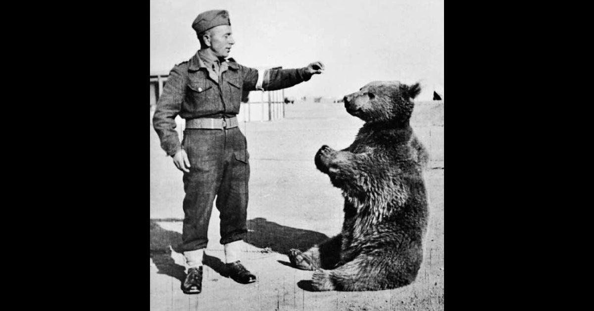 Solder with a bear.